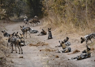 African Wild Dogs – let’s go hunting