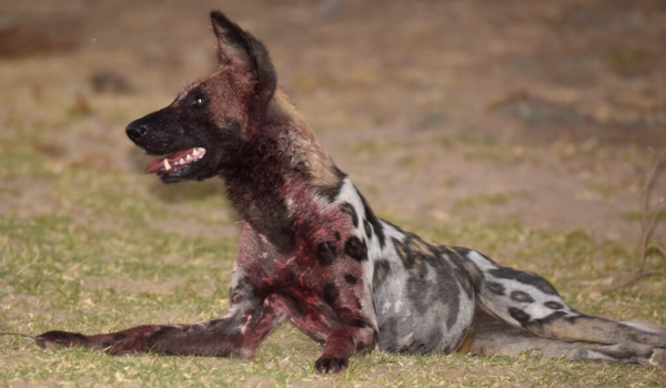African Wild Dog covered in blood after a kill