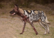 African Wild Dog covered in blood after a kill