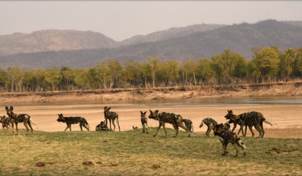 African Wild Dogs and the South Luangwa River