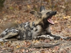 African Wild Dog or African Painted Dog