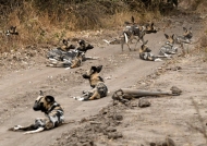 African Wild Dogs – let’s go hunting