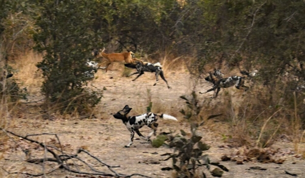 African Wild Dogs hunting a baby Puku