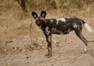 African Wild Dog – female