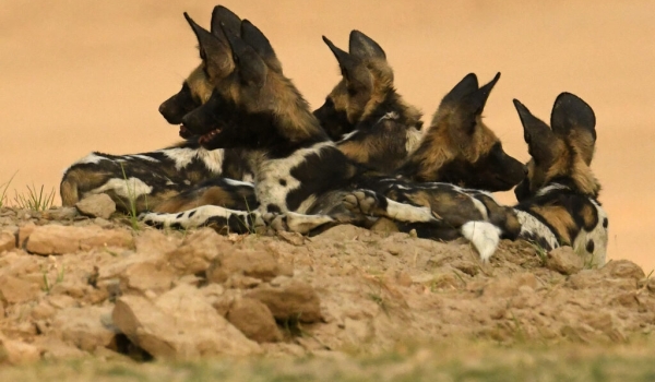 African Wild Dogs, also called Cape Hunting Dogs or African Painted Dogs