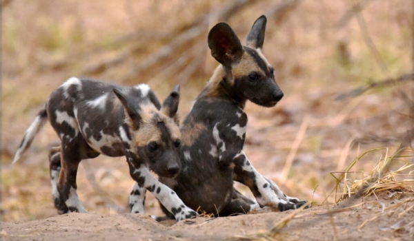 African Wild Dog Puppies – 2 months old