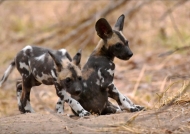 African Wild Dog Puppies – 2 months old