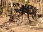 Alpha female Wild Dog with 2 puppies, same age but one is not healthy