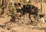Alpha female Wild Dog with 2 puppies, same age but one is not healthy