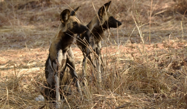 African Wild Dogs – males