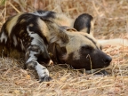 African Wild Dog or African Painted Dog with tracking collar