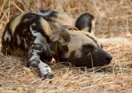African Wild Dog or African Painted Dog with tracking collar