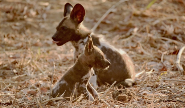 African Wild Dogs, 2 puppies, same age but one is not healthy