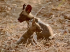 African Wild Dogs, 2 puppies, same age but one is not healthy