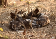 African Wild Dog puppies – same age – picture proves they assist weak or sick members of the pack !