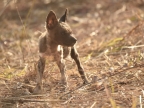 African Wild Dog puppy – same age – did he survive….