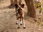 African Wild Dog Puppy – 2 months old
