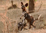 African Wild Dog Puppy – 2 months old