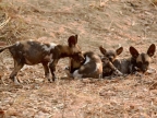 African Wild Dog puppies – same age – picture proves they assist weak or sick members of the pack !