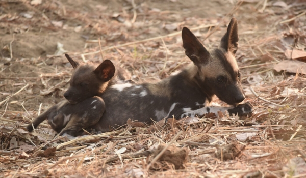 African Wild Dog puppies – same age – picture proves the assistance to weak or sick members of the pack !