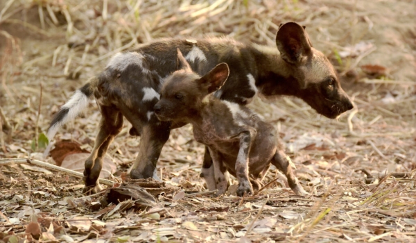 African Wild Dog puppies – same age – picture proves the assistance to weak or sick members of the pack !