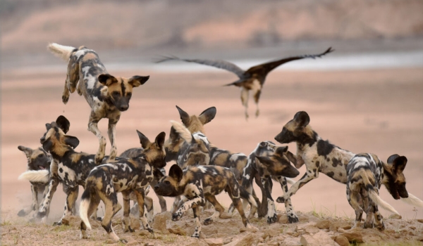 Pack of Wild Dogs – training – before hunting, the African Wild Dogs will begin by stretching their muscles and grooming.
