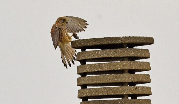 Female Common Kestrel having a micromammal in her claws