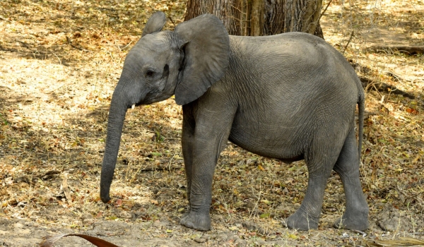African Bush Elephant – calf