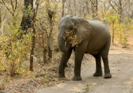 African Bush Elephant eating Paperbark Acacia leaves
