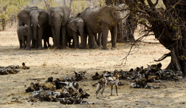 African Bush Elephants and African Wild Dogs
