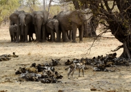 African Bush Elephants and African Wild Dogs