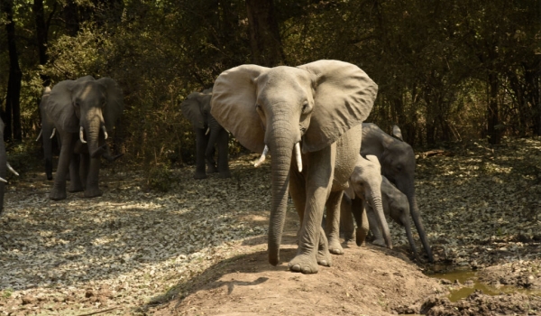 African Bush Elephants drinking