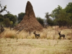 African Wild Dogs near a termite mound