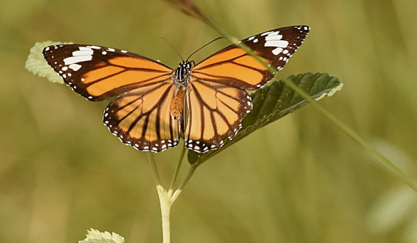 Striped Tiger Butterfly
