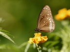 Common Crow Butterfly