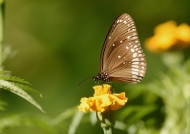 Common Crow Butterfly