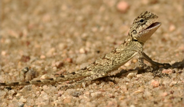 Female Oriental Garden Lizard