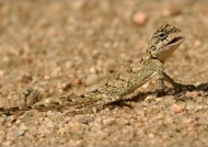 Female Oriental Garden Lizard