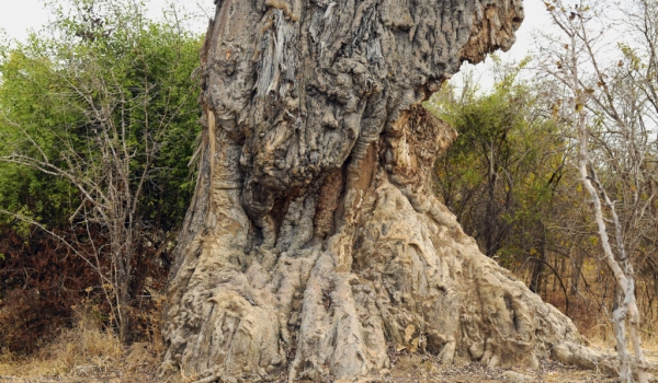 Baobab eaten by Elephants