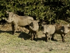 Warthogs – family