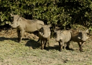 Warthogs – family