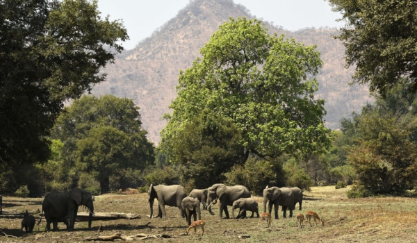 African Bush Elephants – family