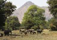 African Bush Elephants – family