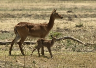 Mother Puku and his baby – mother still hanging umbilical cord, so less than 1 day old