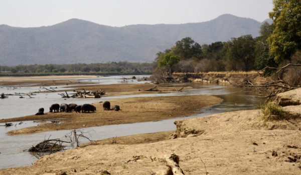 Hippos on river bank of the South Luangwa River