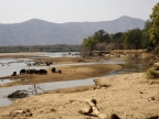 Hippos on river bank of the South Luangwa River