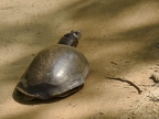 Indian Softshell Turtle
