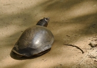 Indian Softshell Turtle