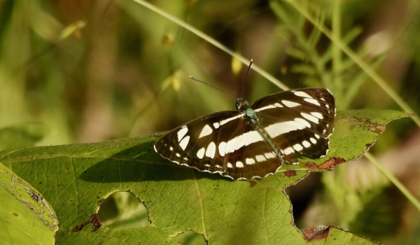 Common Sailor Butterfly