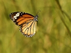 Striper Tiger Butterfly in flight